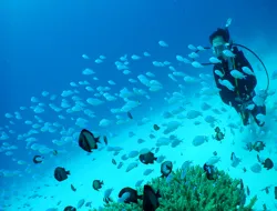 3-Point Snorkeling or Diving Tour at Kerama Islands